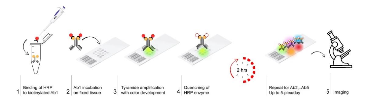 AtlasPlex workflow diagram