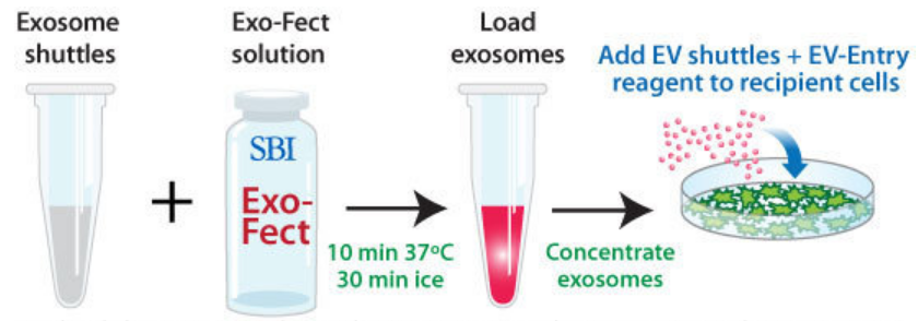 Quickly and easily load cargo into isolated exosomes -- EV Shuttle Kit