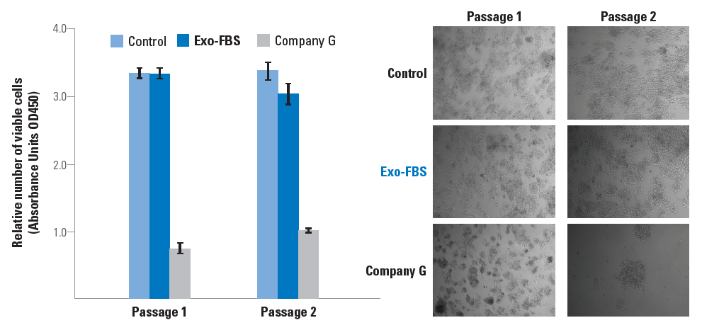HepG2 cells were grown in media containing either standard FBS (control), Exo-FBS, or Company G’s exosome-depleted FBS. Data is shown after one and two passages and illustrates that Exo-FBS provides a higher number of viable cells (left panel, viability assessed using a CCK-8 assay) and a healthier cell morphology (right panel) than Company G’s product.
