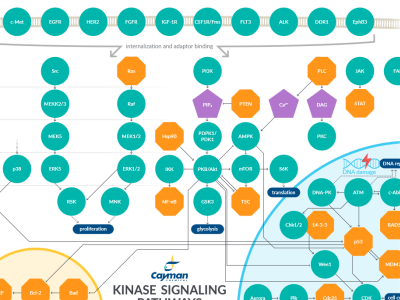 Download the kinase inhibitors brochure
