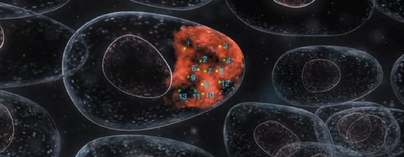 Video: How Stellaris RNA FISH technology works
