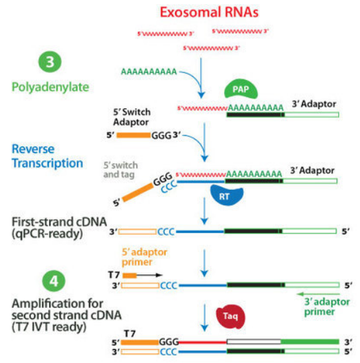 SeraMir: Tail exoRNAs and synthesize double-tagged cDNA