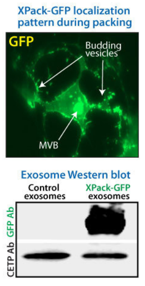XPack efficiently packages GFP into exosomes. (