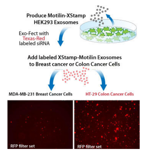 XStamp with motilin specifically targets exosomes to GI cells
