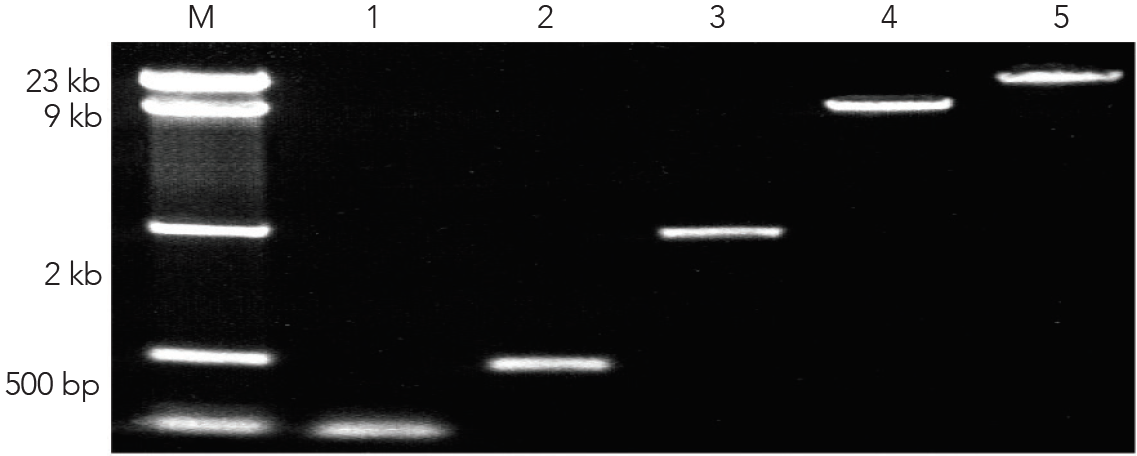 Zymoclean boosts the recovery of DNA from agarose gels to >80%