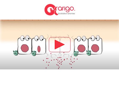 Learn about the role of HMGB1 in inflammation with Arigo