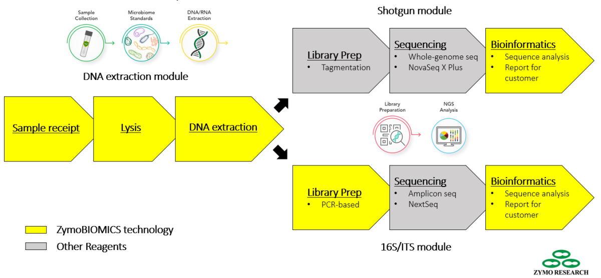 flowchart showing differences between shotgun and amplicon sequencing workflows. Both start with sample reeipt, lysis and DNA extraction. Shotgun breaks off to library prep with tagmentation, sequencing (WGS on the NovaSeq X Plus) and bioinformatics. Amplicon sequencing breaks off to PCR-based library prep, sequencing of the generated amplicons using NextSeq, followed by bioinformatics