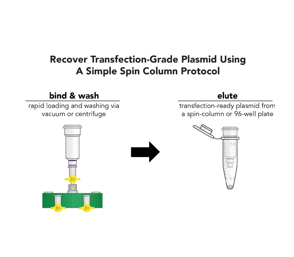 recover transfection-grade plasmid DNA