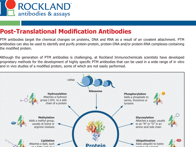 Download post-translational modification antibodies brochure